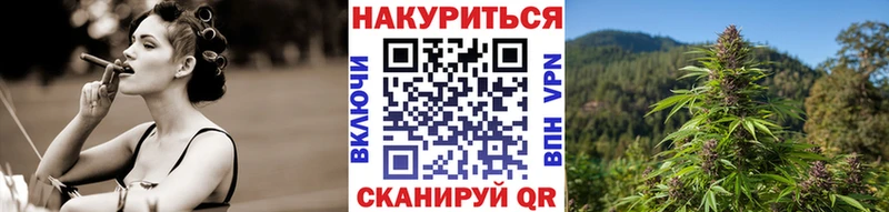 Конопля сатива  Гаджиево 